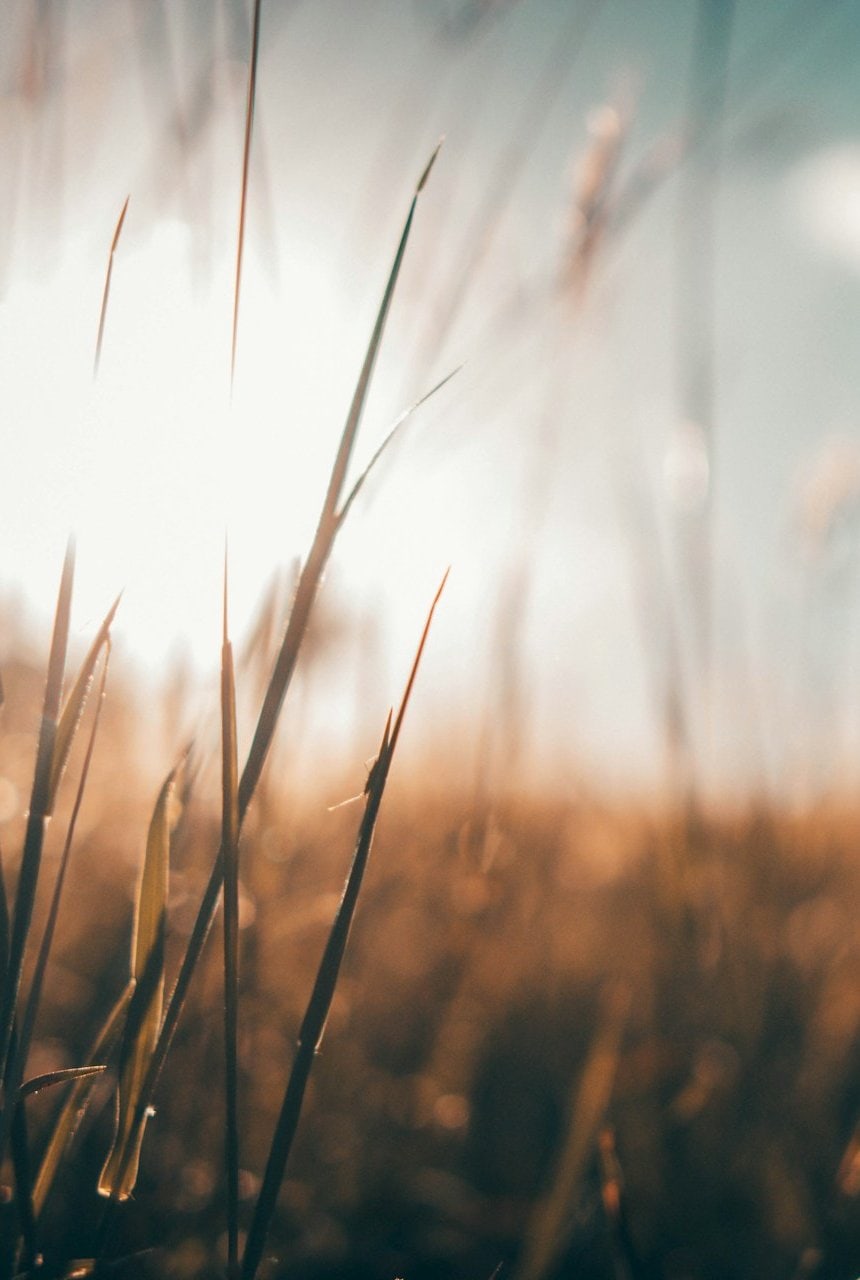 Blue grass Tall by Gebhartyler-fr-c-Bqx71k-Unsplash